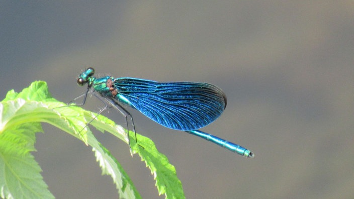 Insektenfoto