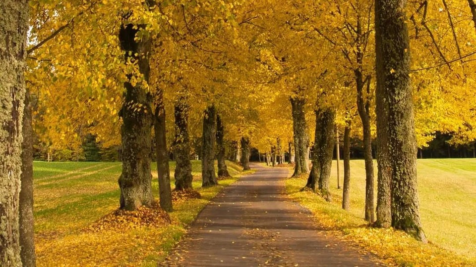 Die schönsten Herbstalleen
