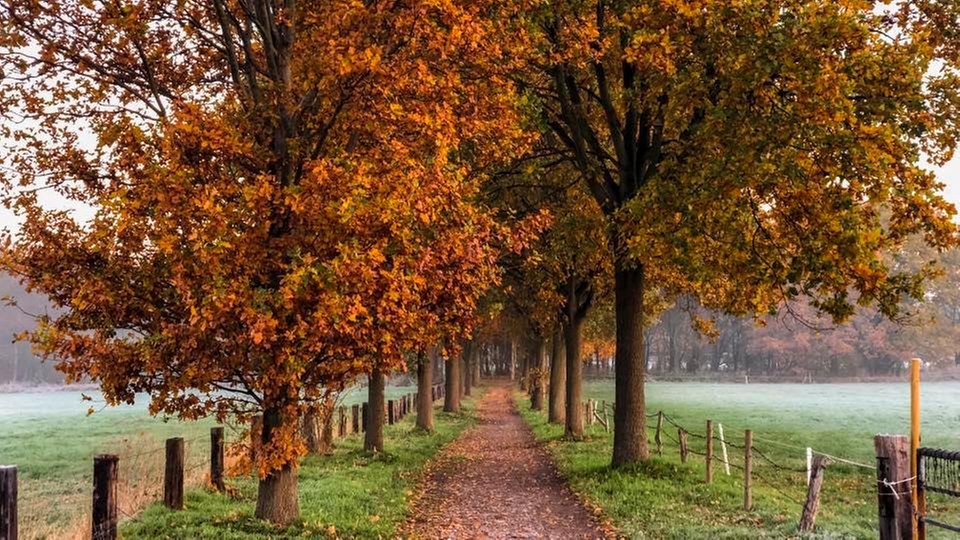 Die schönsten Herbstalleen