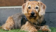 Ihre schönsten Hundefotos