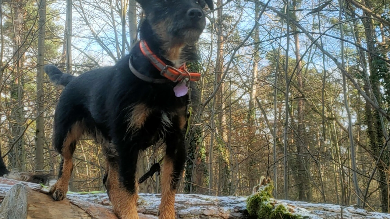 Ihre schönsten Hundefotos
