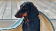Ihre schönsten Hundefotos