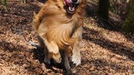 Ihre schönsten Hundefotos