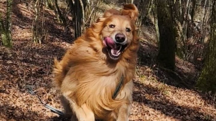 Ihre schönsten Hundefotos