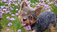 Ihre schönsten Hundefotos