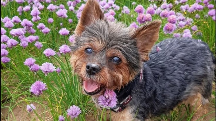 Ihre schönsten Hundefotos