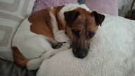 Ihre schönsten Hundefotos