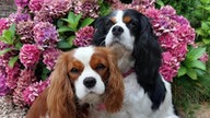 Ihre schönsten Hundefotos