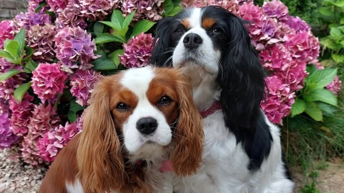 Ihre schönsten Hundefotos
