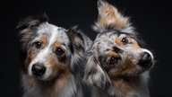 Ihre schönsten Hundefotos
