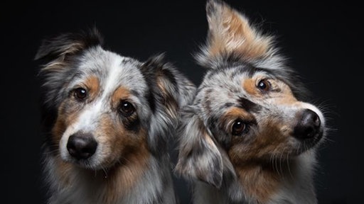 Ihre schönsten Hundefotos