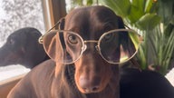 Ihre schönsten Hundefotos