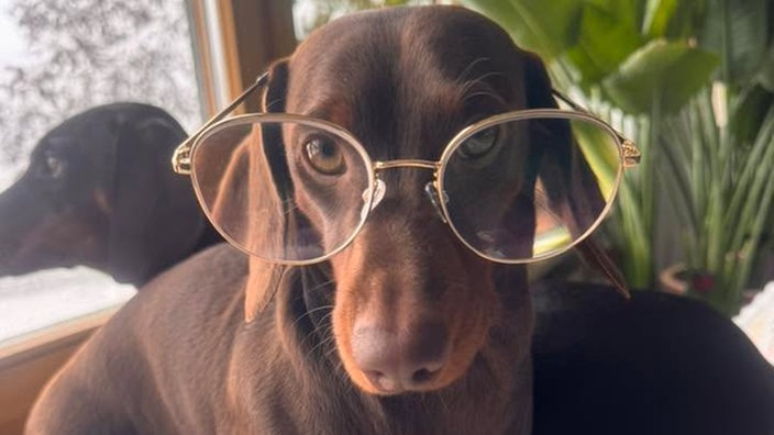 Ihre schönsten Hundefotos