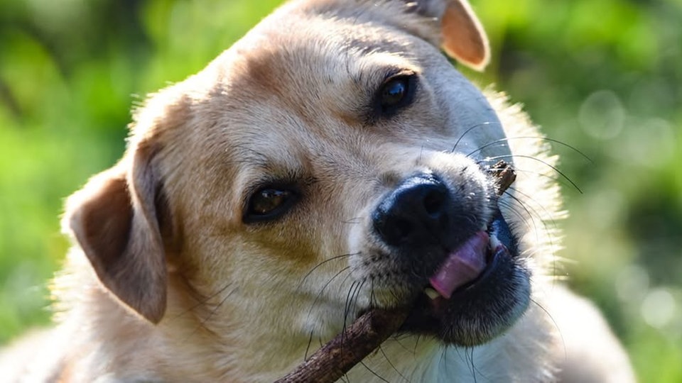 Ihre schönsten Hundefotos