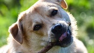 Ihre schönsten Hundefotos