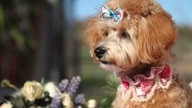 Ihre schönsten Hundefotos