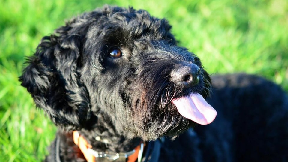 Ihre schönsten Hundefotos