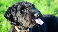 Ihre schönsten Hundefotos