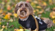 Ihre schönsten Hundefotos