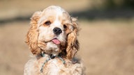 Ihre schönsten Hundefotos
