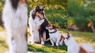 Ihre schönsten Hundefotos