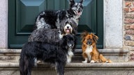 Ihre schönsten Hundefotos