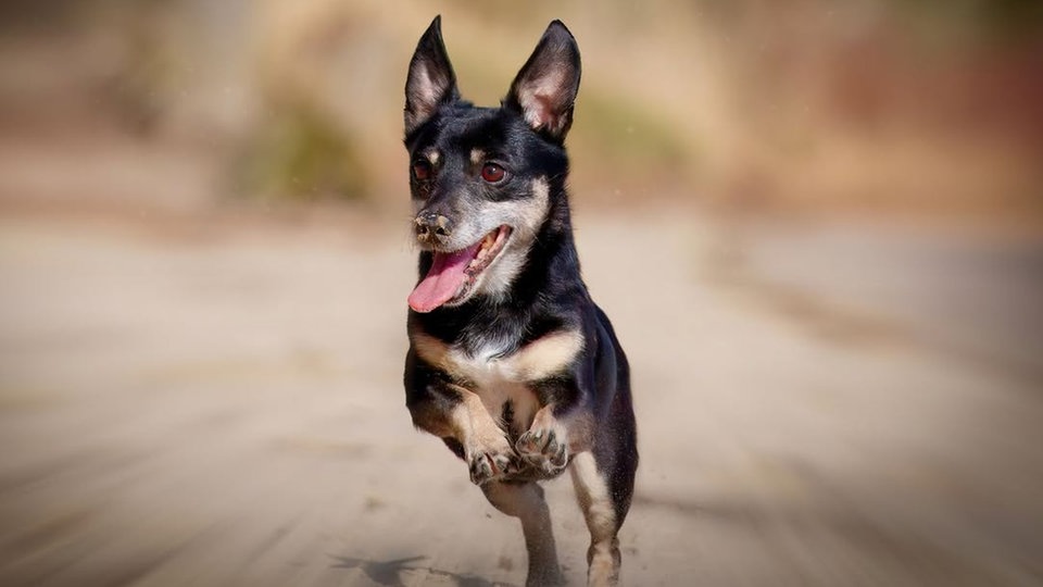 Ihre schönsten Hundefotos