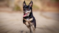 Ihre schönsten Hundefotos