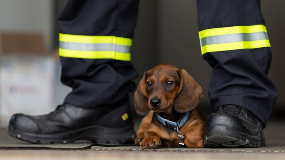 Ihre schönsten Hundefotos