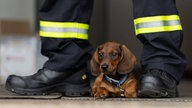 Ihre schönsten Hundefotos