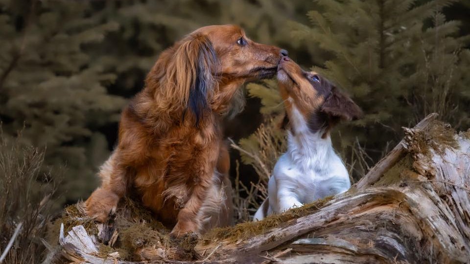 Ihre schönsten Hundefotos