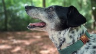 Ihre schönsten Hundefotos