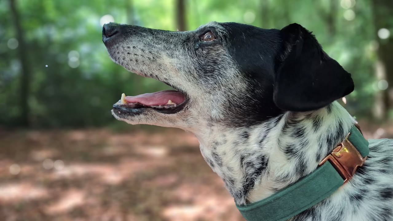 Ihre schönsten Hundefotos
