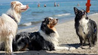 Ihre schönsten Hundefotos