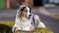 Ihre schönsten Hundefotos