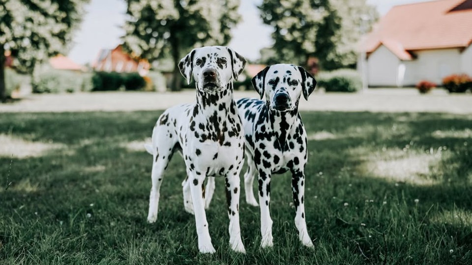 Ihre schönsten Hundefotos