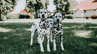 Ihre schönsten Hundefotos