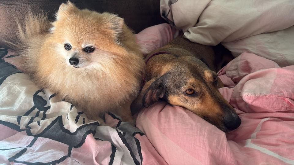 Ihre schönsten Hundefotos