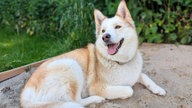 Ihre schönsten Hundefotos