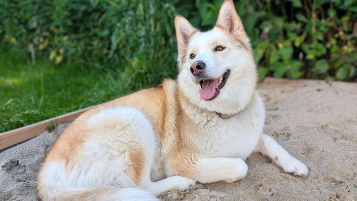 Ihre schönsten Hundefotos