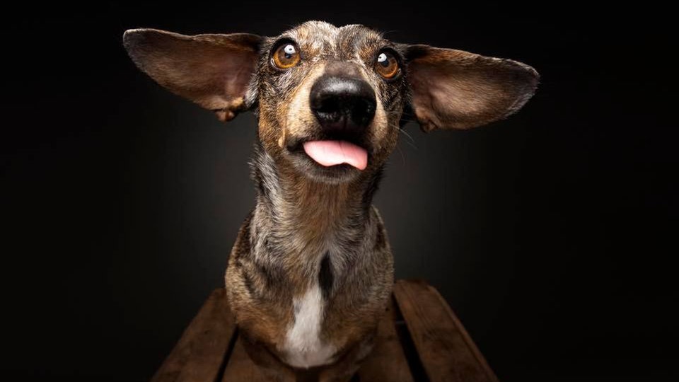 Ihre schönsten Hundefotos
