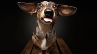 Ihre schönsten Hundefotos