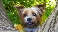 Ihre schönsten Hundefotos
