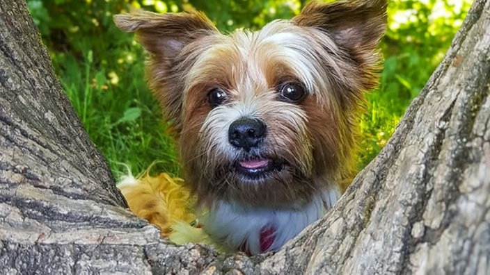 Ihre schönsten Hundefotos
