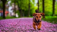 Ihre schönsten Hundefotos