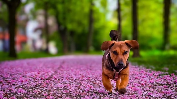 Ihre schönsten Hundefotos