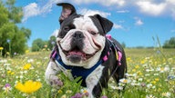 Ihre schönsten Hundefotos