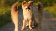Ihre schönsten Hundefotos