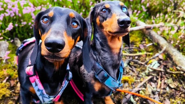 Ihre schönsten Hundefotos