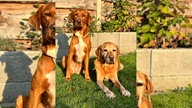 Ihre schönsten Hundefotos